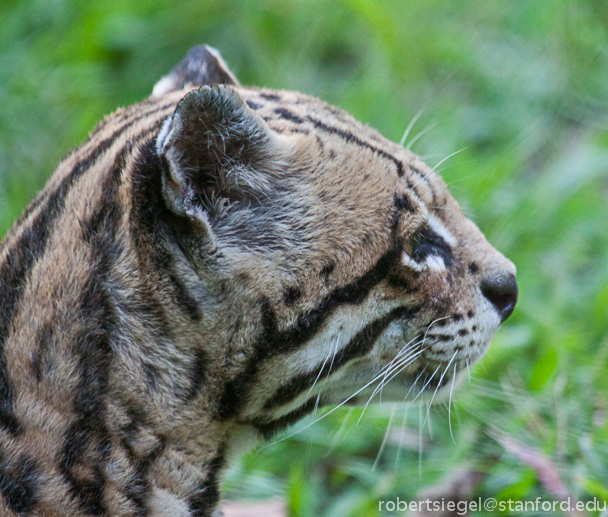 ocelot